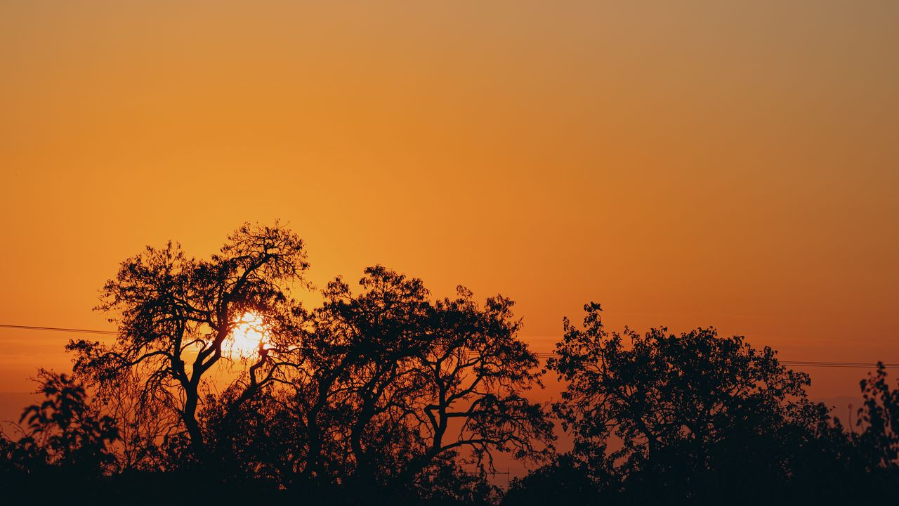 Wallpaper sunset, sun, branches, dark