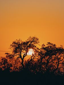 Preview wallpaper sunset, sun, branches, dark