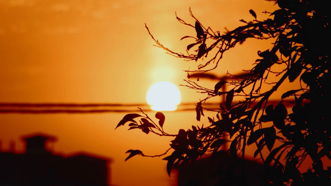 Wallpaper sunset, sun, branches, silhouette, sky
