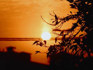 Preview wallpaper sunset, sun, branches, silhouette, sky