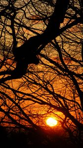Preview wallpaper sunset, sun, branches, tree