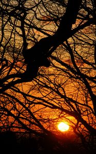 Preview wallpaper sunset, sun, branches, tree