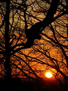 Preview wallpaper sunset, sun, branches, tree