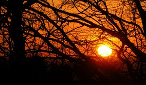 Preview wallpaper sunset, sun, branches, tree