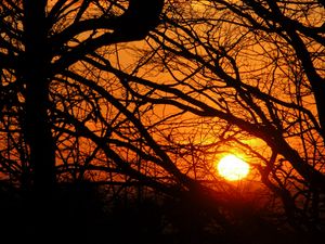 Preview wallpaper sunset, sun, branches, tree