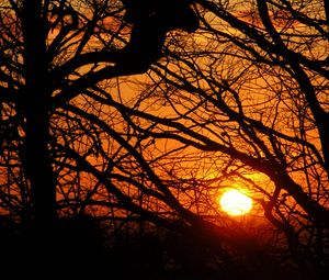 Preview wallpaper sunset, sun, branches, tree