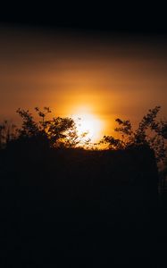 Preview wallpaper sunset, sun, branches, outlines, dark