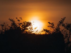 Preview wallpaper sunset, sun, branches, outlines, dark