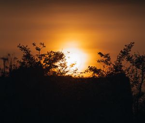 Preview wallpaper sunset, sun, branches, outlines, dark