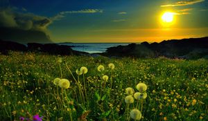 Preview wallpaper sunset, sun, dandelion, field, flowers