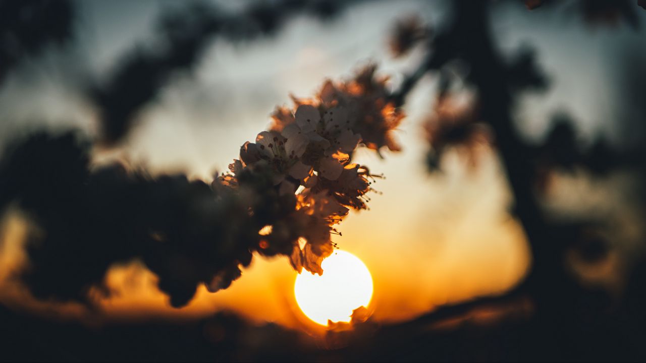 Wallpaper sunset, sun, flowers, branch, cherry