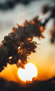 Preview wallpaper sunset, sun, flowers, branch, cherry