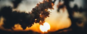 Preview wallpaper sunset, sun, flowers, branch, cherry