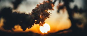 Preview wallpaper sunset, sun, flowers, branch, cherry