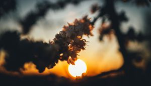 Preview wallpaper sunset, sun, flowers, branch, cherry