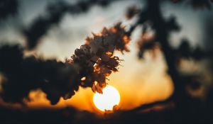 Preview wallpaper sunset, sun, flowers, branch, cherry