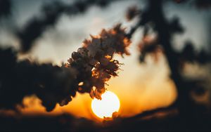 Preview wallpaper sunset, sun, flowers, branch, cherry