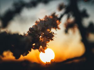 Preview wallpaper sunset, sun, flowers, branch, cherry