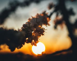 Preview wallpaper sunset, sun, flowers, branch, cherry