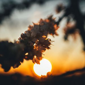 Preview wallpaper sunset, sun, flowers, branch, cherry
