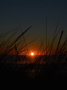Preview wallpaper sunset, sun, grass, dark
