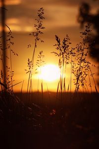 Preview wallpaper sunset, sun, grass, ears
