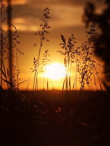 Preview wallpaper sunset, sun, grass, ears