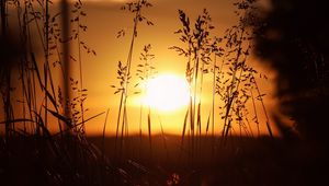 Preview wallpaper sunset, sun, grass, ears