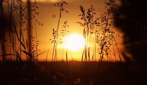 Preview wallpaper sunset, sun, grass, ears