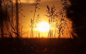 Preview wallpaper sunset, sun, grass, ears