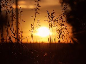 Preview wallpaper sunset, sun, grass, ears