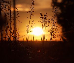 Preview wallpaper sunset, sun, grass, ears