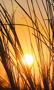 Preview wallpaper sunset, sun, grass, silhouette