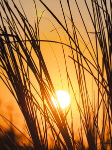 Preview wallpaper sunset, sun, grass, silhouette