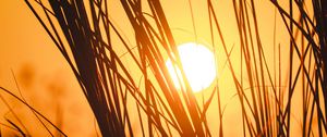 Preview wallpaper sunset, sun, grass, silhouette