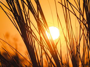 Preview wallpaper sunset, sun, grass, silhouette
