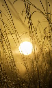 Preview wallpaper sunset, sun, grass, light