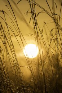 Preview wallpaper sunset, sun, grass, light