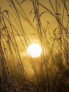Preview wallpaper sunset, sun, grass, light