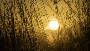 Preview wallpaper sunset, sun, grass, light