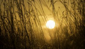 Preview wallpaper sunset, sun, grass, light