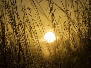 Preview wallpaper sunset, sun, grass, light