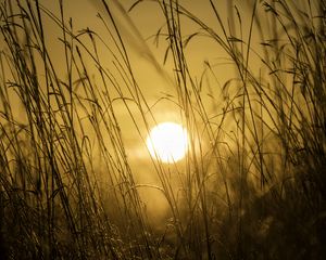 Preview wallpaper sunset, sun, grass, light