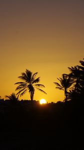 Preview wallpaper sunset, sun, palm trees, silhouette