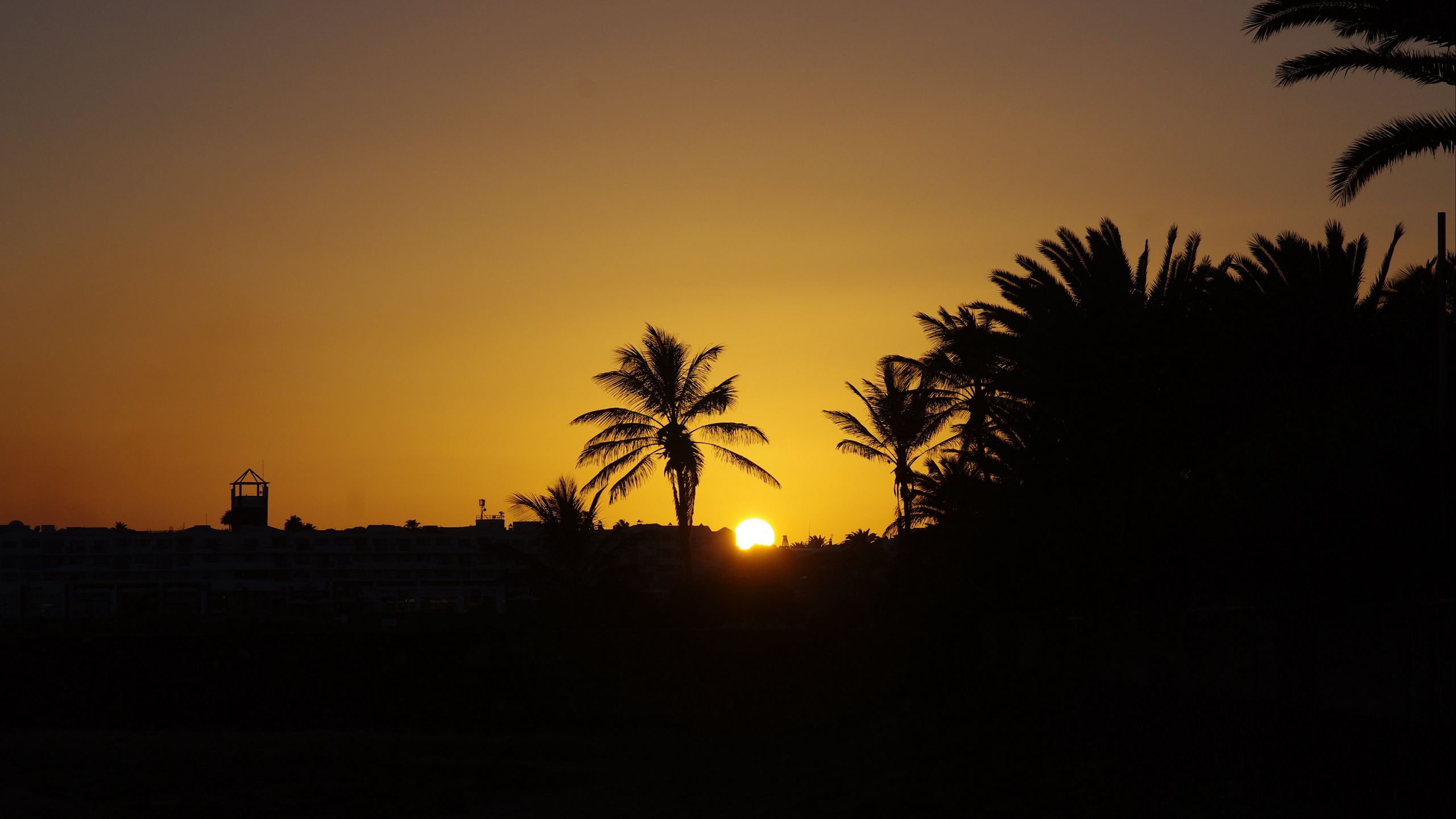 Download wallpaper 2560x1440 sunset, sun, palm trees, silhouette