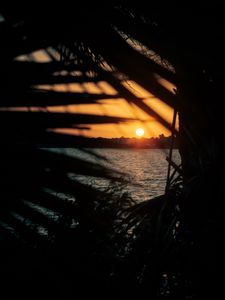Preview wallpaper sunset, sun, sea, branches, leaves