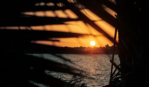 Preview wallpaper sunset, sun, sea, branches, leaves