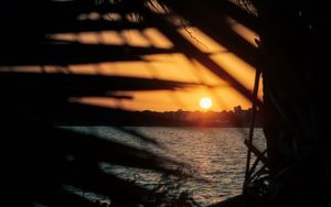 Preview wallpaper sunset, sun, sea, branches, leaves