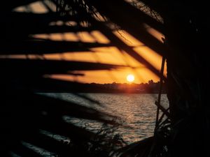 Preview wallpaper sunset, sun, sea, branches, leaves