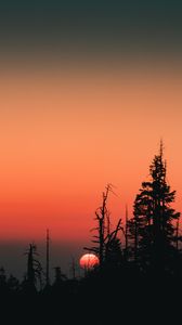 Preview wallpaper sunset, sun, spruce, trees, silhouette, sky